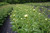 Duchesse D'Nemours - Roots