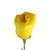 Yellow Rose Balloon Flower Design Closer-Up