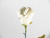 White Rose Design Balloon Flower Closer-Up View