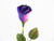 Close-up of Purple Rose Design Balloon Flower