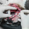 Sonda periodontal / Explorador dental – 15 mm – Estándar