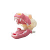 Norman - Modelo dental canino para múltiples procedimientos Norman - Modelo dental canino para múltiples procedimientos
