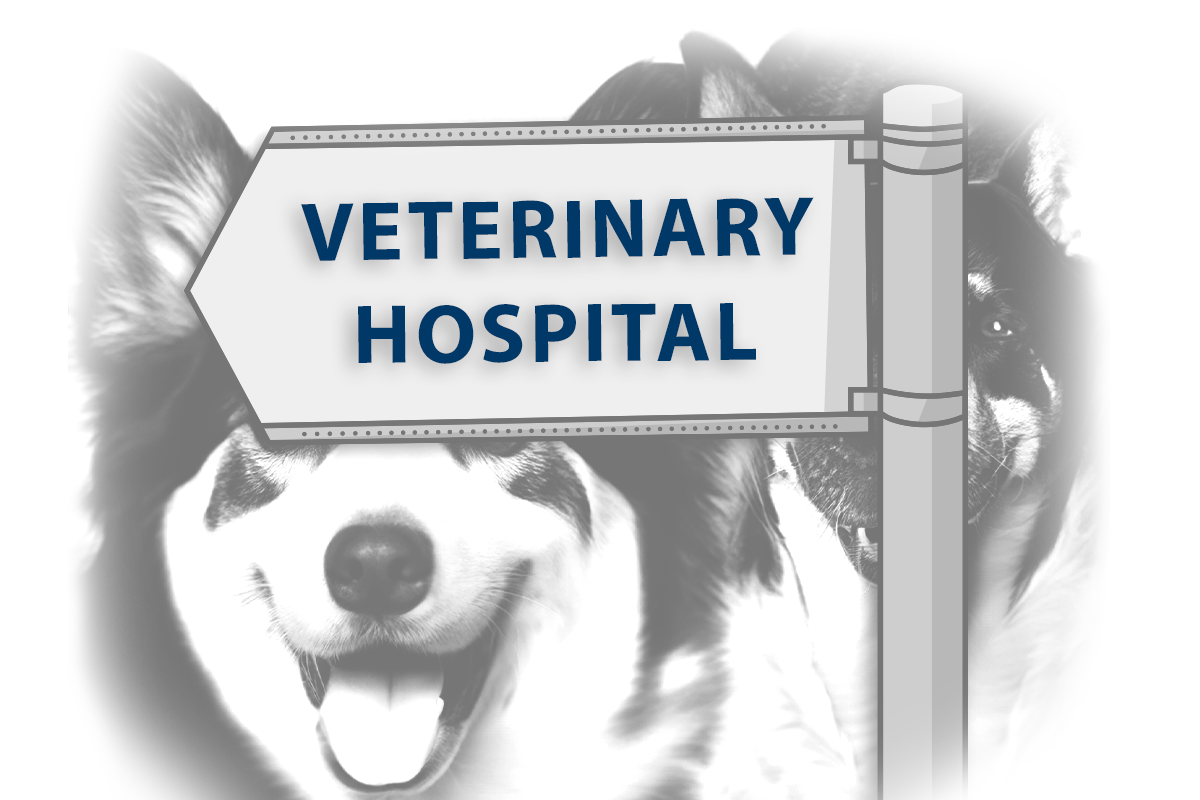 veterinary practice