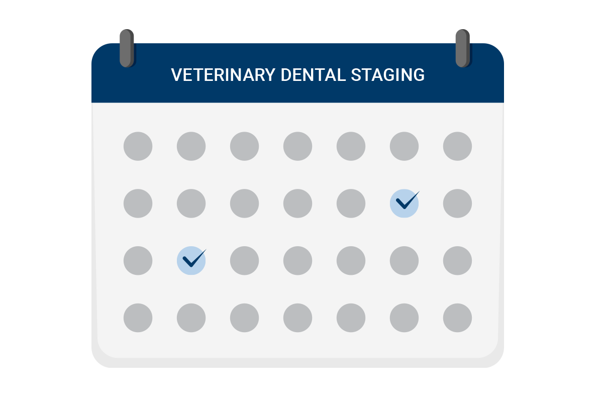 veterinary schedule