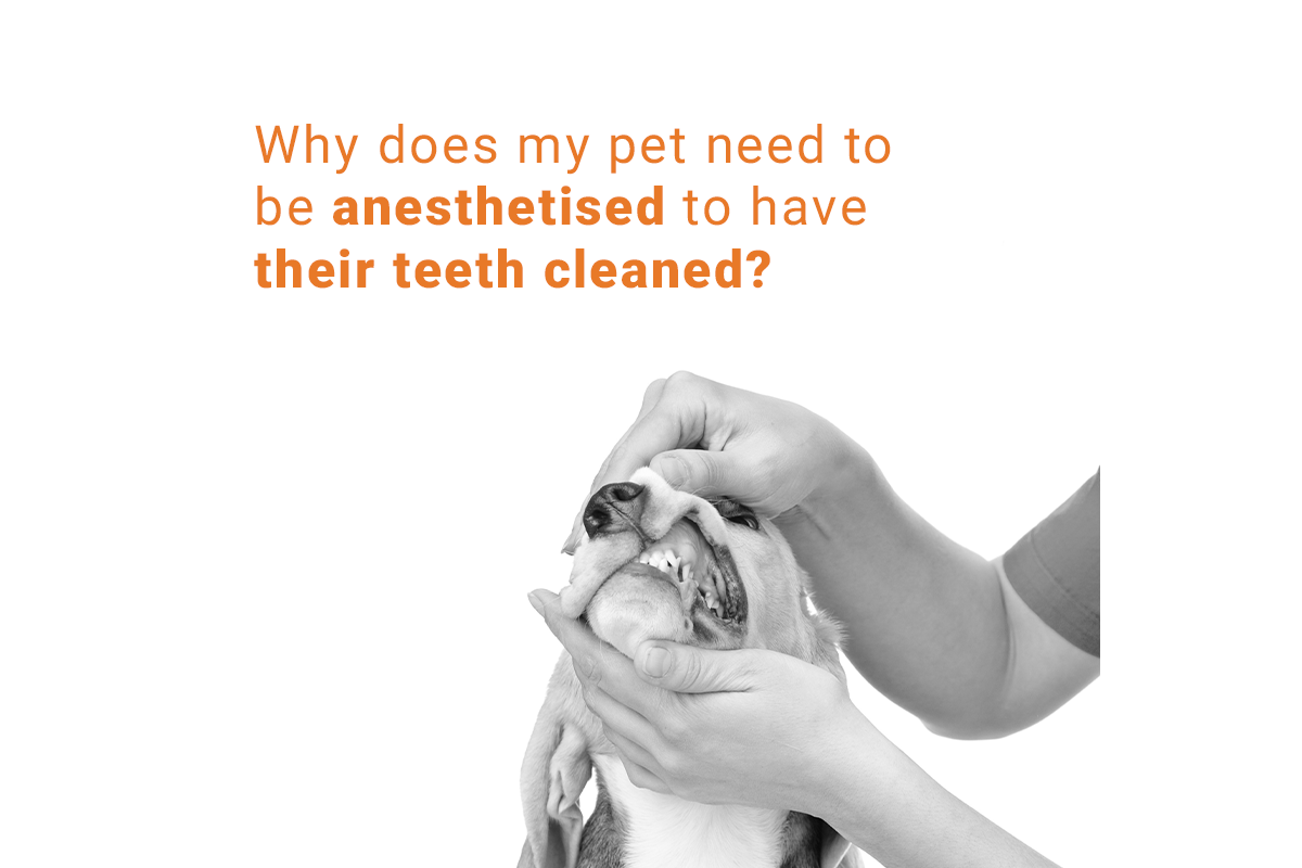 anaesthesia in pets