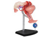 4D Human Female Reproductive System