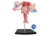 4D Human Female Reproductive System