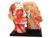 4D Human Head