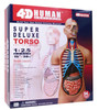 4D Human Deluxe Torso Model "15"