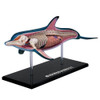 4D Vision Dolphin