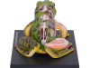 4D Vision Frog
