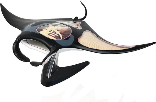 4D Vision Manta Ray