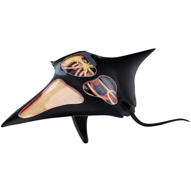 4D Vision Manta Ray