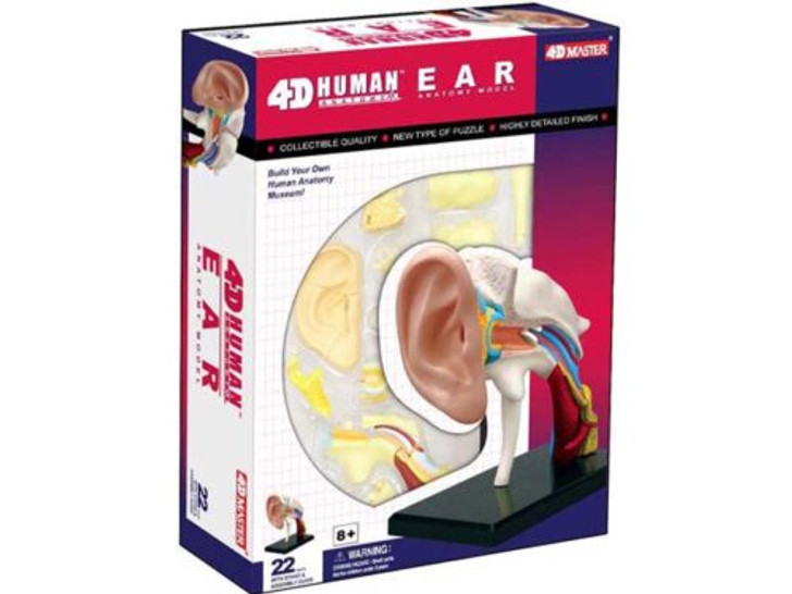 4D Human Ear
