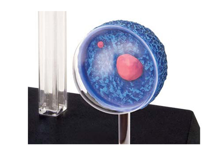 4D Human Female Reproductive System