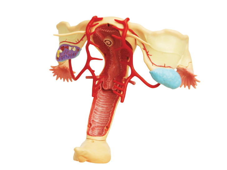 4D Human Female Reproductive System