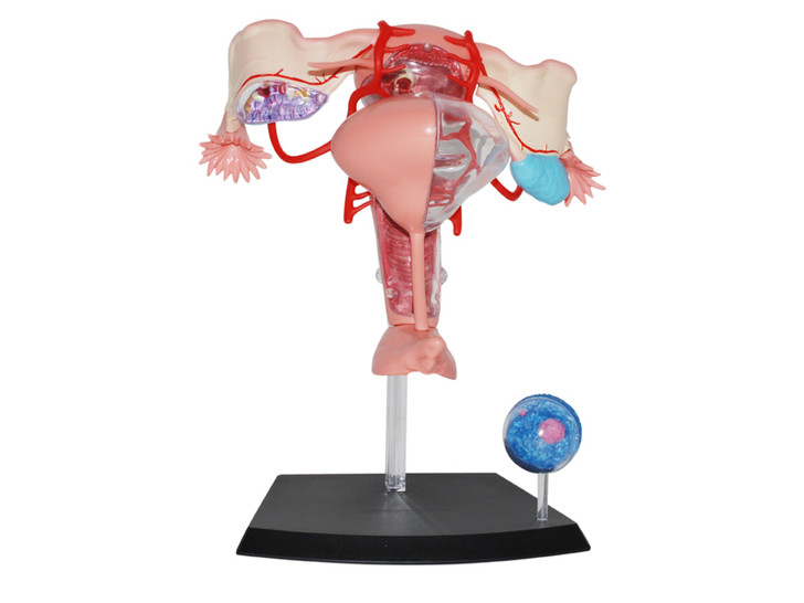 4D Human Female Reproductive System