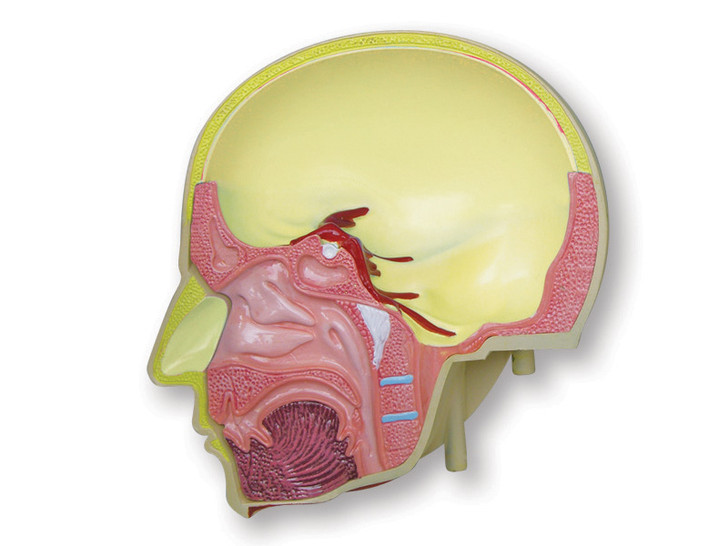 4D Human Deluxe Torso Model "15"