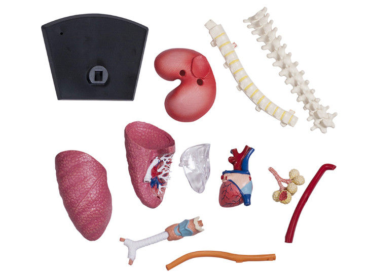 4D Human Respiratory System