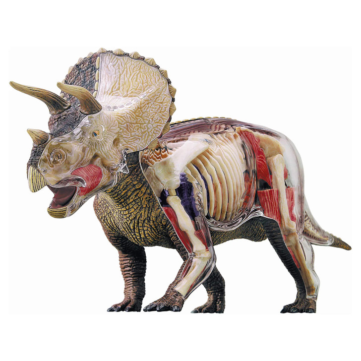 4D Vision Triceratops Model