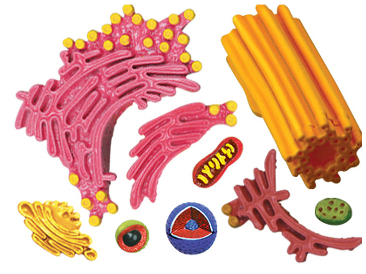 4D Science Animal Cell