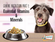 Canine Nutrition Part 1: The Essential Vitamins and Minerals 