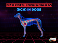Dilated Cardiomyopathy (DMC) in Dogs