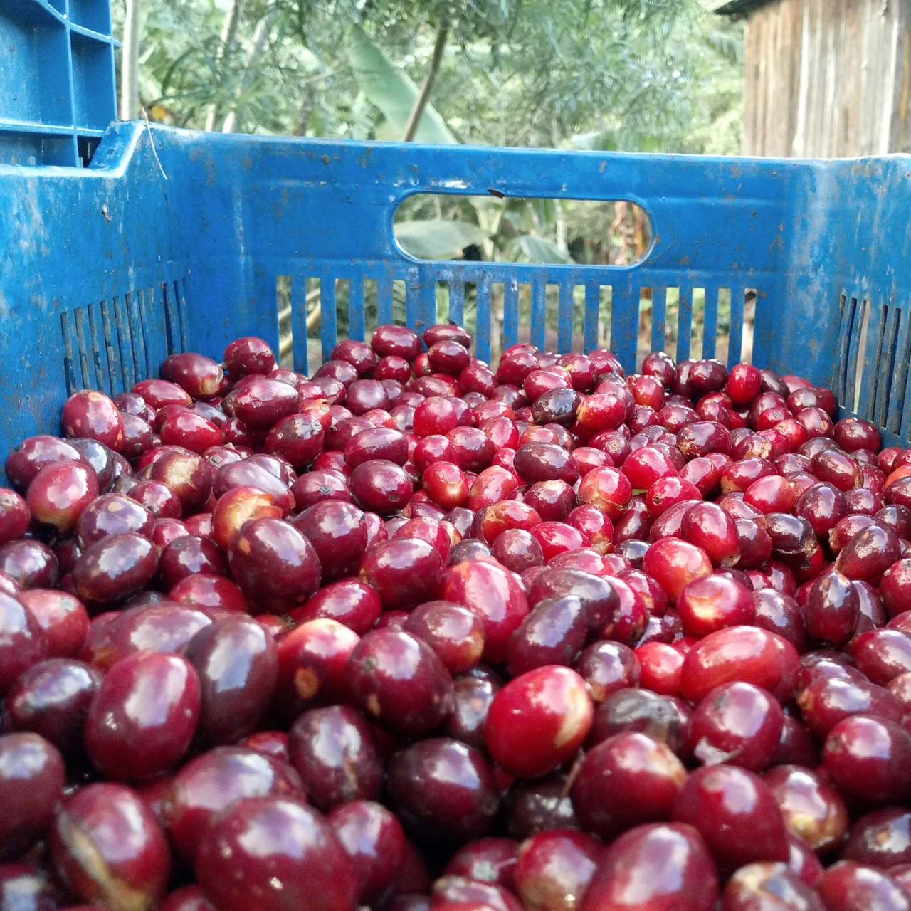 Decaf Nicaragua Jinotega by Revel Coffee — photograph 1