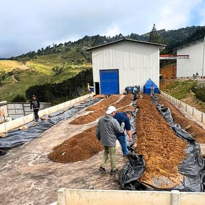 Costa Rica Montano Anaerobic