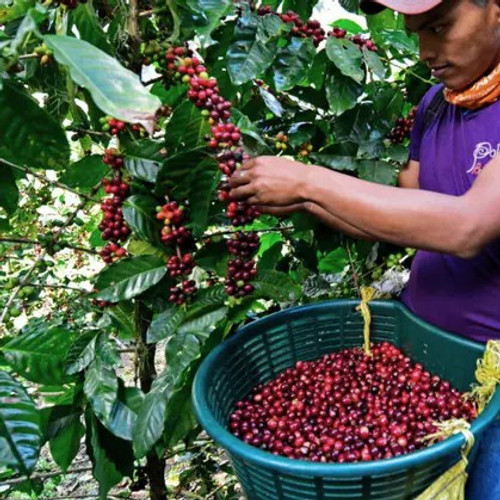 Nicaragua La Bastilla Natural