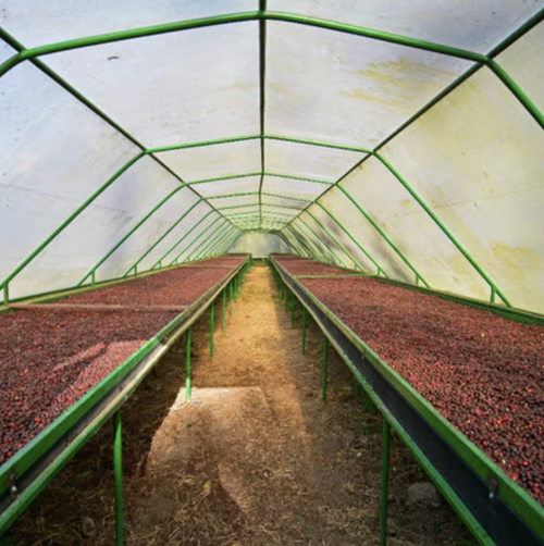 Nicaragua La Bastilla Geisha Natural