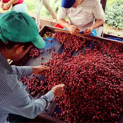Colombia Finca Villa Betulia Honey Caturron