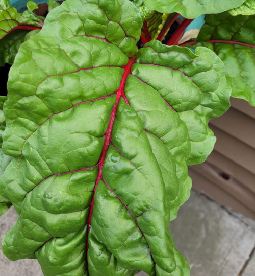 SWISS CHARD | vegetable seeds