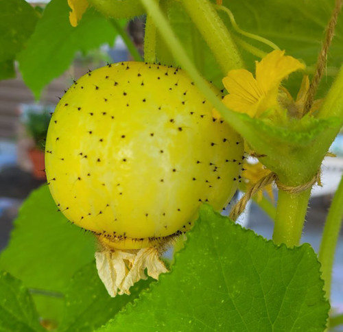 LEMON CUCUMBER | vegetable seeds