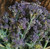 SPROUTING BROCCOLI | vegetable seeds