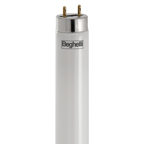 BEG56230