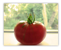 picture of a tomato