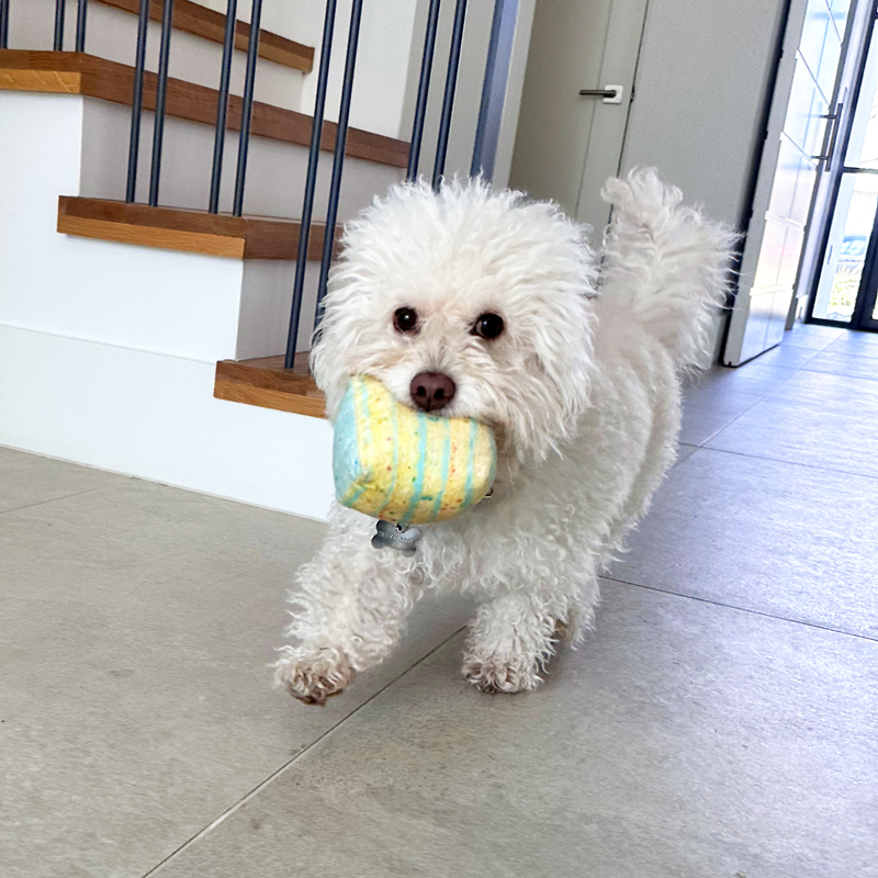 white dog with dog toy