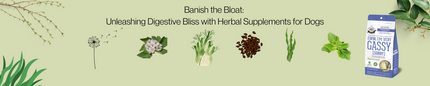 Banish the Bloat: Unleashing Digestive Bliss with Herbal Supplements for Dogs