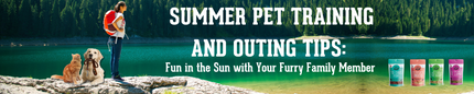 Summer Pet Training and Outing Tips: Fun in the Sun with Your Furry Family Member