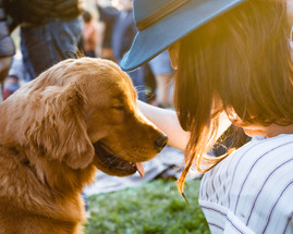 How to Choose the Best Dog Treats for Effective Training How to Choose the Best Dog Treats for Effective Training