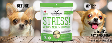 Want a stress-free family holiday season? Here’s how to get it!  