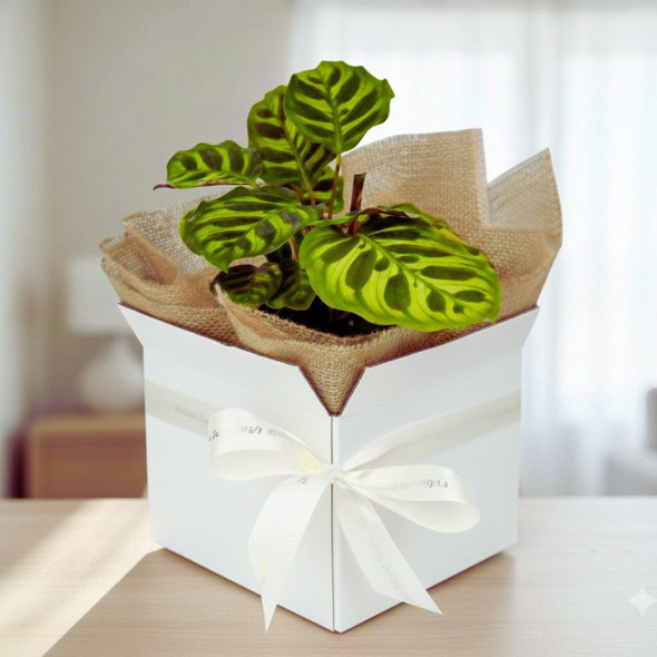 Calathea Makoyana Indoor Plant