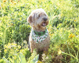Best Ways to Accessorize Your Dog During The Summer!