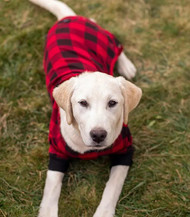 Do Dogs Like Wearing Pajamas?