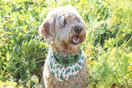 Product Review: Reversible Dog Bandanas