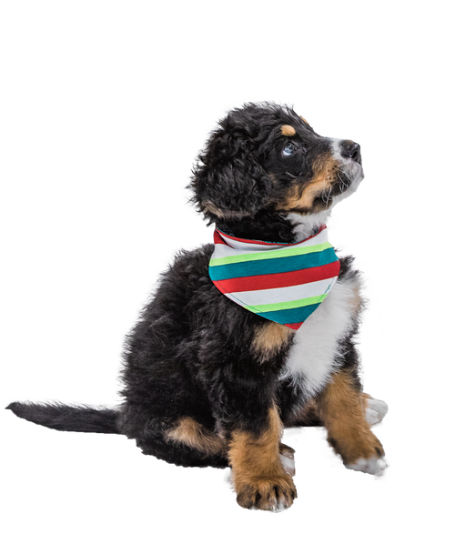 Las Vegas Raiders Over-the-Collar Reversible Dog Bandanas ~ Four Sizes –  ENestor Products