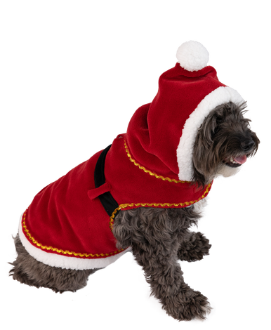 A photographer working with a calm dog in a Santa costume, using a camera in a studio setting