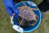 Leelock Crab Cracker