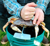 Leelock Crab Cracker